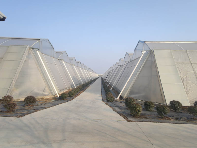 日照薄膜連棟溫室大棚現(xiàn)場